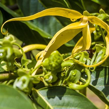 Natural active Ylang Ylang